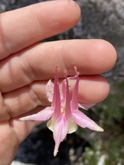 Aquilegia micrantha