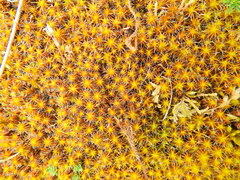 Syntrichia ruraliformis