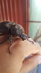 Dynastes septentrionalis