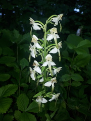 Platanthera densa