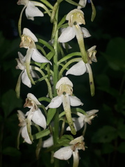 Platanthera densa
