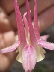 Aquilegia micrantha