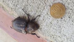 Dynastes septentrionalis