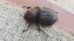 Dynastes septentrionalis