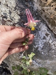 Aquilegia micrantha