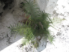Pteris longifolia