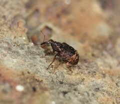 Conotrachelus posticatus