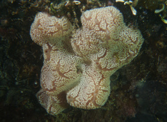 Aplidium opacum