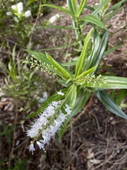 Veronica corriganii