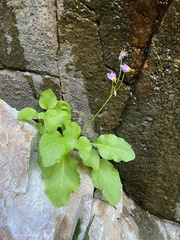 Primula utahensis