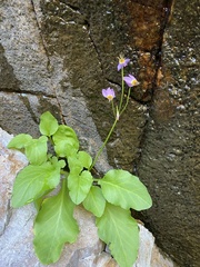 Primula utahensis