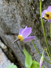 Primula utahensis