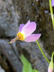 Primula utahensis
