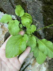 Primula utahensis