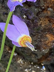 Primula utahensis