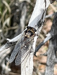 Diceroprocta arizona
