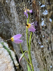 Primula utahensis