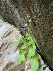 Primula utahensis