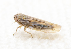 Graminella sonora