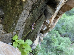 Primula utahensis