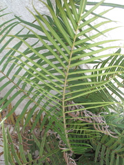 Pteris longifolia