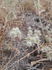Eryngium aristulatum