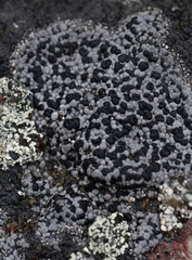 Rhizocarpon geminatum