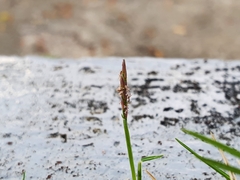 Zoysia