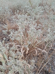 Eryngium aristulatum