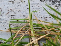 Zoysia