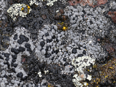 Rhizocarpon geminatum