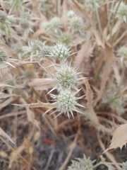 Eryngium aristulatum