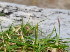 Zoysia