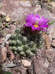 Mammillaria wrightii