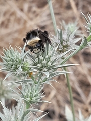 Eryngium aristulatum