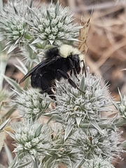 Eryngium aristulatum
