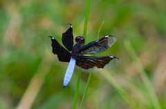 Palpopleura lucia