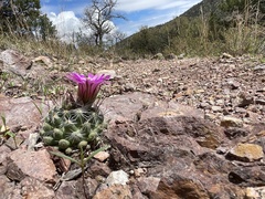 Mammillaria wrightii