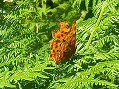 Polygonia c-album