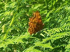Polygonia c-album