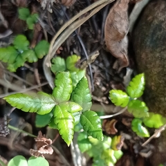 Doryopteris triphylla image