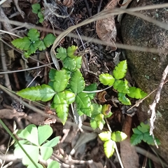 Doryopteris triphylla image