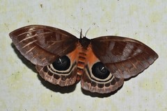 Automeris postalbida