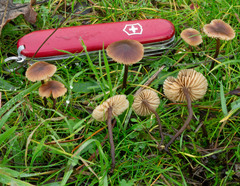 Macrocystidia cucumis leucospora