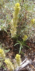 Castilleja pilosa