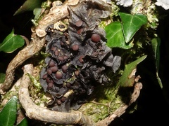 Leptogium cochleatum