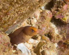 Gymnothorax melatremus