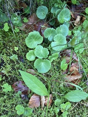 Soldanella montana