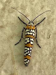 Atteva aurea
