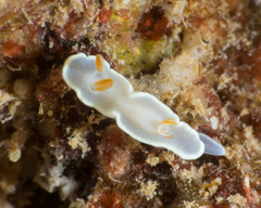 Ardeadoris angustolutea